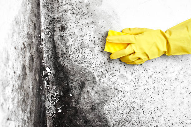 Professional Mold Removal in Cornelius, NC