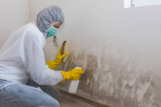 Best Certified Mold Removal  in Cornelius, NC