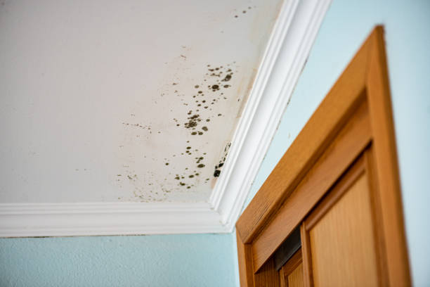 Mold Testing and Removal in Cornelius, NC