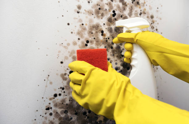 Best Black Mold Removal  in Cornelius, NC